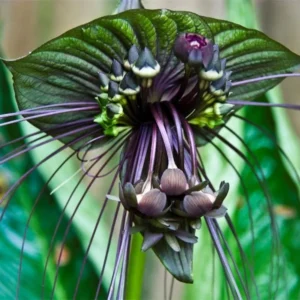 Black Bat Orchid Plant Live Indoor Rare Flower Houseplant 5-9 Tall Black
