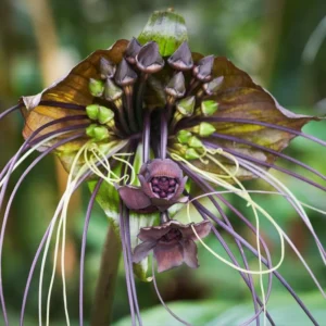 Black Bat Orchid Plant Live Indoor Rare Flower Houseplant 5-9 Tall Black