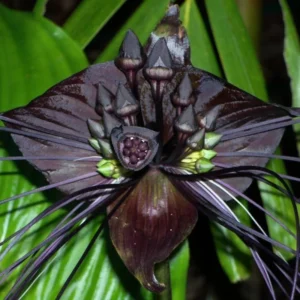 Black Bat Orchid Plant Live Indoor Rare Flower Houseplant 5-9 Tall Black
