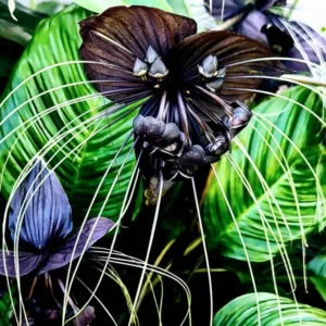 Black Bat Orchid Plant Live Indoor Rare Flower Houseplant 5-9 Tall Black