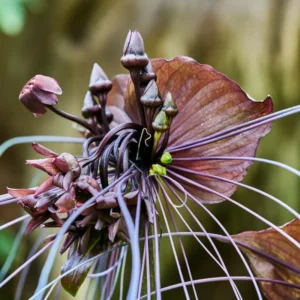 Black Bat Orchid Plant Live Indoor Rare Flower Houseplant 5-9 Tall Black