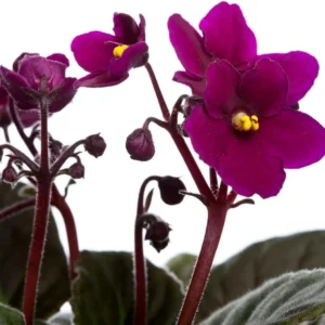 Burgundy Red African Violet Live Plant, 4 Inch Pot, Flowering Indoor Garden Perennial