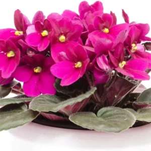 Burgundy Red African Violet Live Plant, 4 Inch Pot, Flowering Indoor Garden Perennial