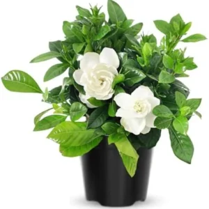 Cape Jasmine Plants Live, Frost Proof Gardenia, 5-7 inch Tall, Fragrant, Evergreen Shrubs for Home Garden