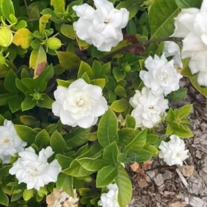 Cape Jasmine Plants Live, Frost Proof Gardenia, 5-7 inch Tall, Fragrant, Evergreen Shrubs for Home Garden