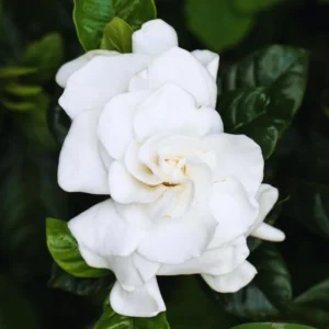 Cape Jasmine Plants Live, Frost Proof Gardenia, 5-7 inch Tall, Fragrant, Evergreen Shrubs for Home Garden