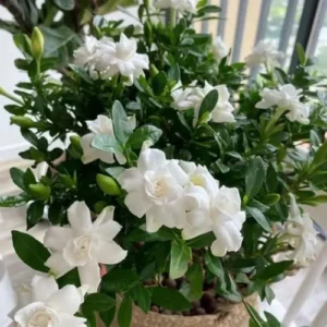 Cape Jasmine Plants Live, Frost Proof Gardenia, 5-7 inch Tall, Fragrant, Evergreen Shrubs for Home Garden