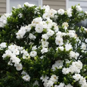Cape Jasmine Plants Live, Frost Proof Gardenia, 5-7 inch Tall, Fragrant, Evergreen Shrubs for Home Garden