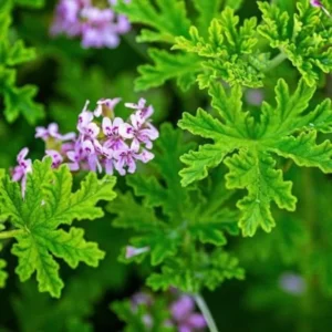 Citronella Plants Live Set of 2 Mosquito Repellent 5-7 Inch Indoor Outdoor Garden Patio