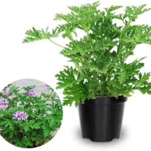 Citronella Plants Live Set of 2 Mosquito Repellent 5-7 Inch Indoor Outdoor Garden Patio