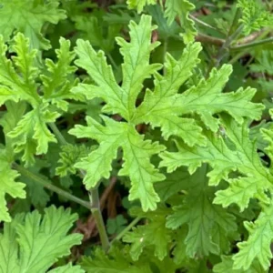 Citronella Plants Live Set of 2 Mosquito Repellent 5-7 Inch Indoor Outdoor Garden Patio