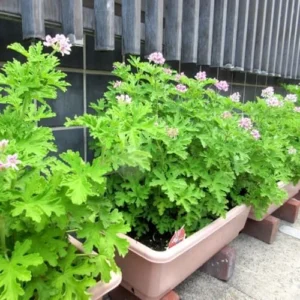 Citronella Plants Live Set of 2 Mosquito Repellent 5-7 Inch Indoor Outdoor Garden Patio