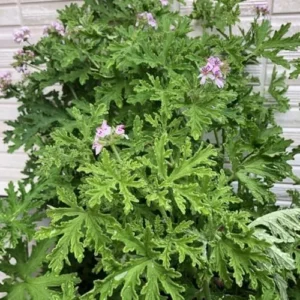 Citronella Plants Live Set of 2 Mosquito Repellent 5-7 Inch Indoor Outdoor Garden Patio