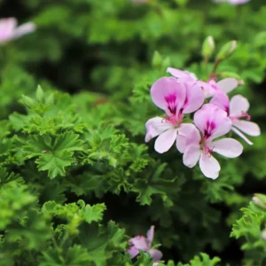 Citronella Plants Live for Garden 2 Pack - 4-6 Inches Tall Citronella Starter Plants - Easy to Grow