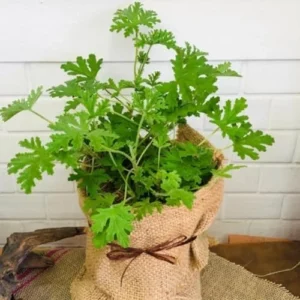 Citronella Plants Live for Garden 2 Pack - 4-6 Inches Tall Citronella Starter Plants - Easy to Grow