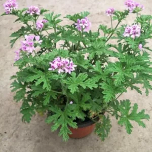 Citronella Plants Live for Garden 2 Pack - 4-6 Inches Tall Citronella Starter Plants - Easy to Grow