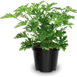 Citronella Plants Live for Garden 2 Pack - 4-6 Inches Tall Citronella Starter Plants - Easy to Grow