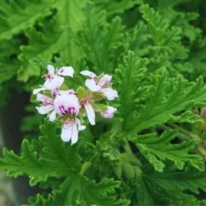 Citronella Plants Live for Garden 2 Pack - 4-6 Inches Tall Citronella Starter Plants - Easy to Grow