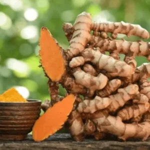 Curcuma Turmeric Ginger Plant Live 4-8 Inch Tall, Ornamental Flowers for Planting