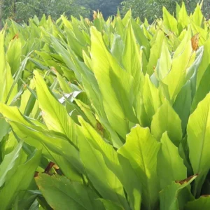 Curcuma Turmeric Ginger Plant Live 4-8 Inch Tall, Ornamental Flowers for Planting