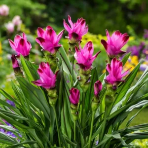 Curcuma Turmeric Ginger Plant Live 4-8 Inch Tall, Ornamental Flowers for Planting