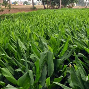 Curcuma Turmeric Ginger Plant Live 4-8 Inch Tall, Ornamental Flowers for Planting