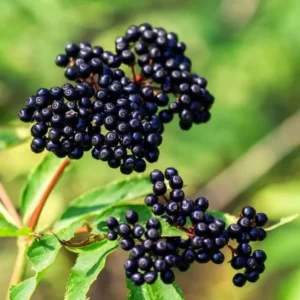 Elderberry Plants Live - Sweet Black American Fruit Trees, 6-12
