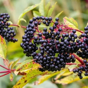 Elderberry Plants Live - Sweet Black American Fruit Trees, 6-12