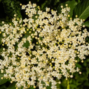 Elderberry Plants Live - Sweet Black American Fruit Trees, 6-12