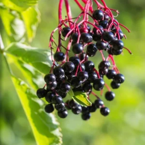 Elderberry Plants Live - Sweet Black American Fruit Trees, 6-12