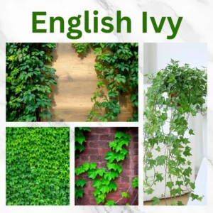 English Ivy Live Plants 2 Pots Perennial Vine 4-8" Tall Fast Growing Climbing for Outdoor Garden Fence Containers