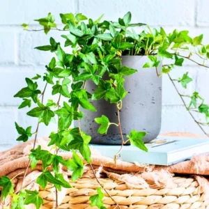 English Ivy Live Plants 2 Pots Perennial Vine 4-8