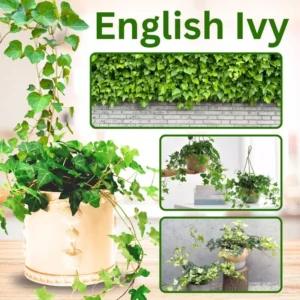 English Ivy Live Plants 2 Pots Perennial Vine 4-8