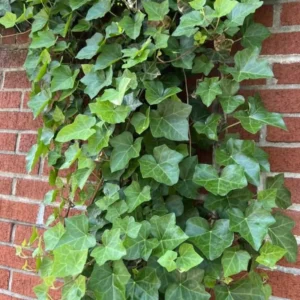 English Ivy Live Plants 2 Pots Perennial Vine 4-8