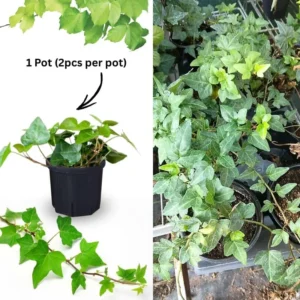 English Ivy Live Plants 2 Pots Perennial Vine 4-8