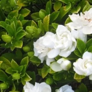 Gardenia Jasmine Plants Live Indoor Outdoor 3-5 Inch Tall Frost Proof Flowering Plant White
