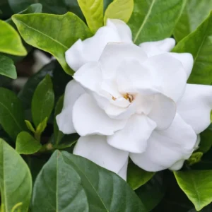 Gardenia Jasmine Plants Live Indoor Outdoor 3-5 Inch Tall Frost Proof Flowering Plant White