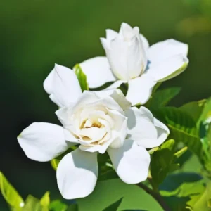 Gardenia Jasmine Plants Live Indoor Outdoor 3-5 Inch Tall Frost Proof Flowering Plant White