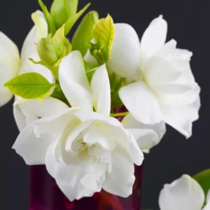 Gardenia Jasmine Plants Live Indoor Outdoor 3-5 Inch Tall Frost Proof Flowering Plant White