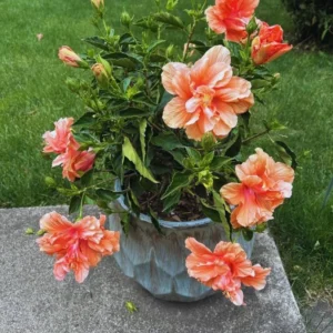 Hardy Hibiscus Plants Live Double Peach Tree, 8-11 Inches, Shrub for Garden