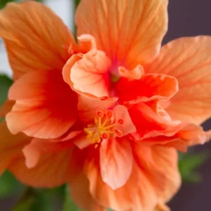 Hardy Hibiscus Plants Live Double Peach Tree, 8-11 Inches, Shrub for Garden