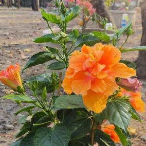 Hardy Hibiscus Plants Live Double Peach Tree, 8-11 Inches, Shrub for Garden