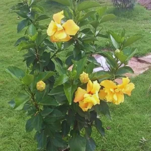 Hardy Yellow Hibiscus Live Plant Double Flower Tree 8-10 Inches Tall Perennial