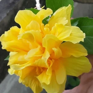 Hardy Yellow Hibiscus Live Plant Double Flower Tree 8-10 Inches Tall Perennial
