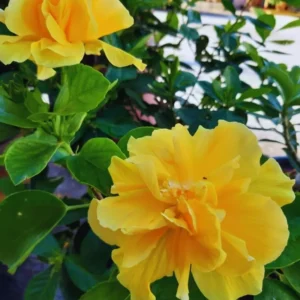 Hardy Yellow Hibiscus Live Plant Double Flower Tree 8-10 Inches Tall Perennial