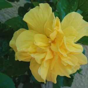 Hardy Yellow Hibiscus Live Plant Double Flower Tree 8-10 Inches Tall Perennial
