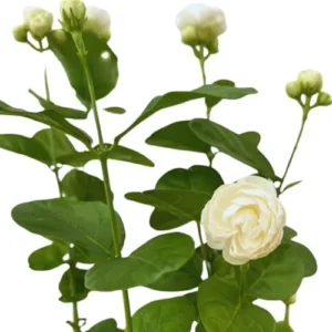 Jasmine Plants Live - 2 Blooming Maid of Orleans, 4-7 Inch Tall, Fragrant Indoor Outdoor Garden Plants