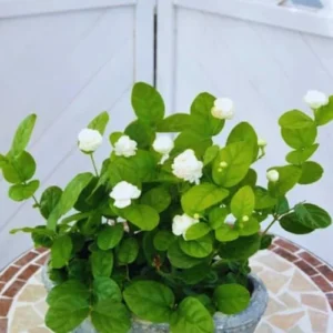 Jasmine Plants Live - 2 Blooming Maid of Orleans, 4-7 Inch Tall, Fragrant Indoor Outdoor Garden Plants