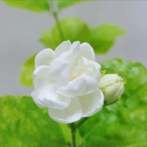 Jasmine Plants Live - 2 Blooming Maid of Orleans, 4-7 Inch Tall, Fragrant Indoor Outdoor Garden Plants