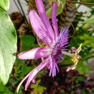 Lavender Passion Flower Vine Plants Live 5-7 Inch Tall Well-Rooted Climbing Vine for Trellises Fences